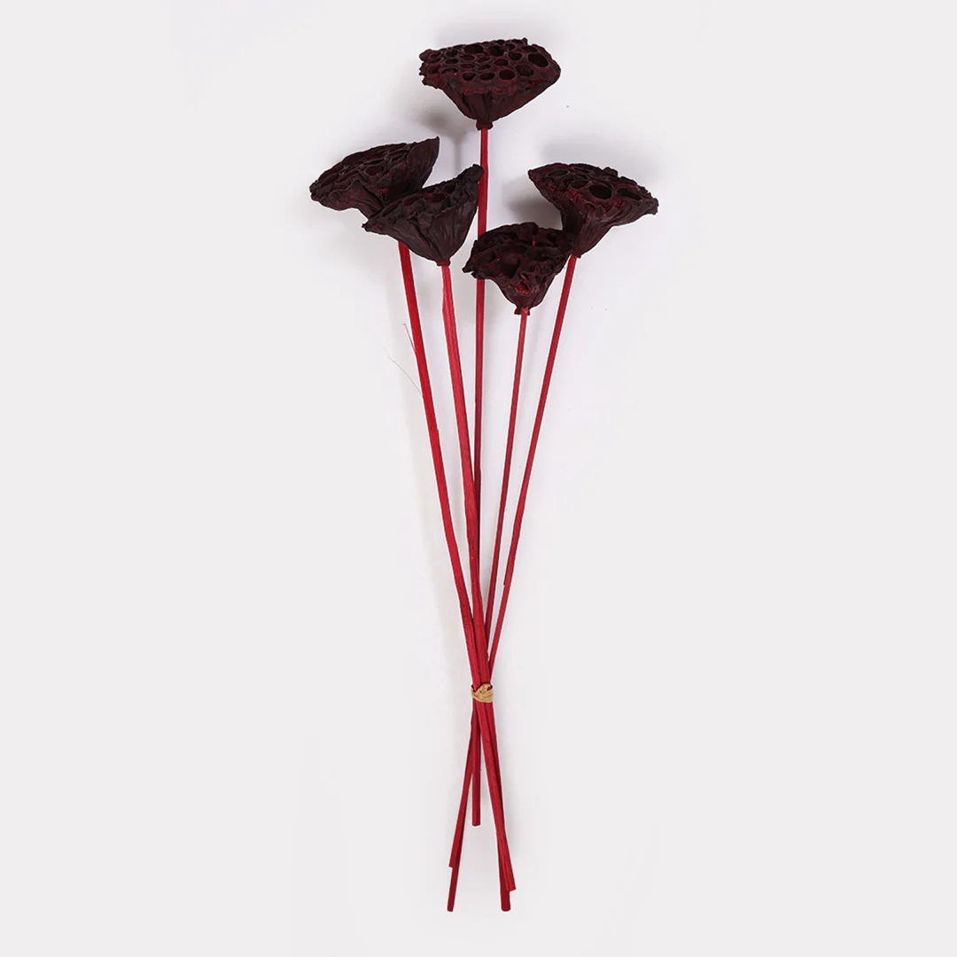 Lotus Pod Dried Stems Set of 5