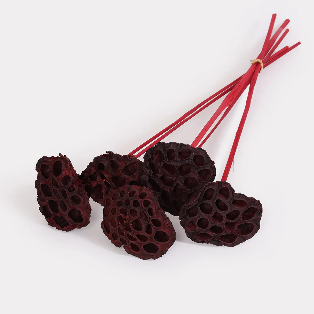 Lotus Pod Dried Stems Set of 5 - Image 3