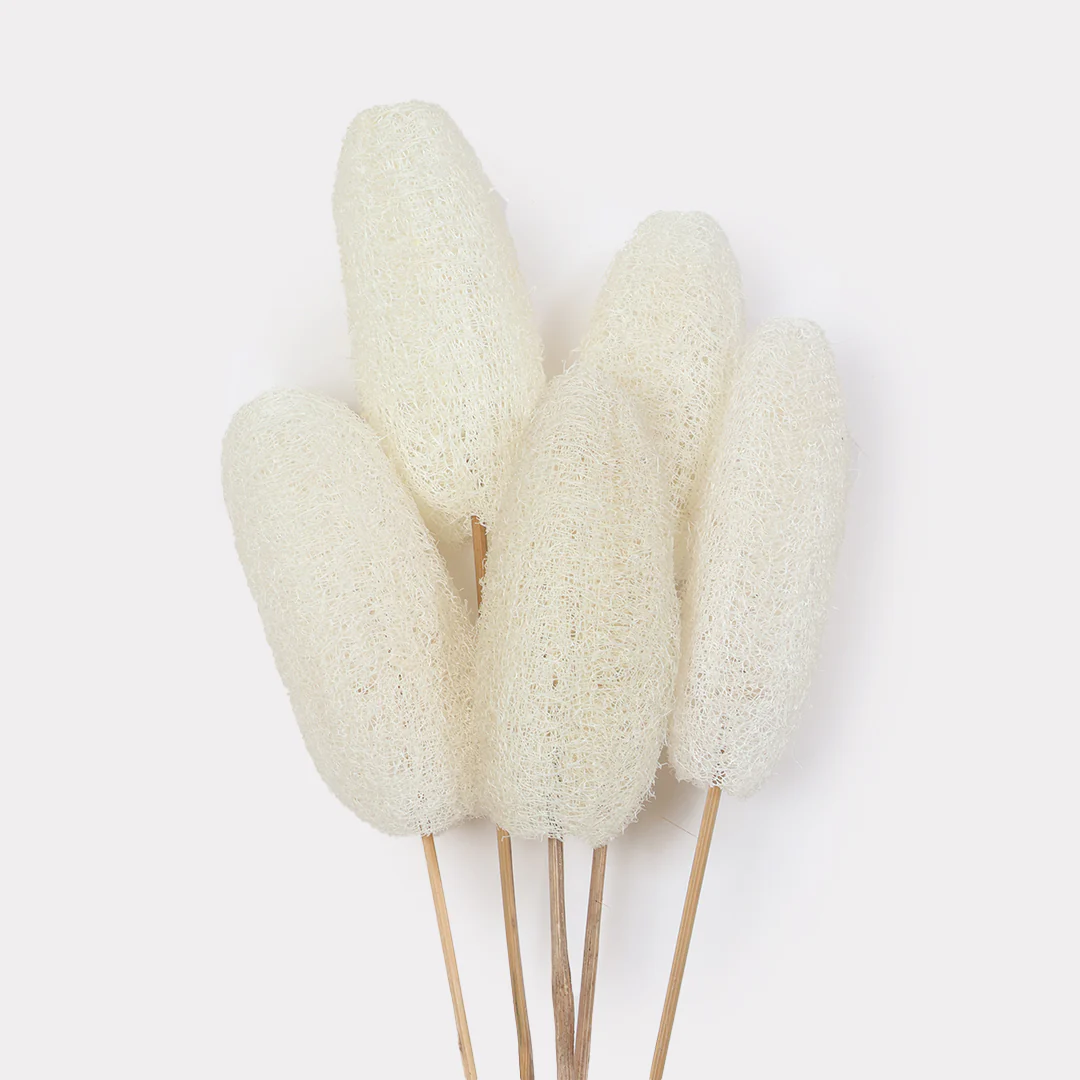 Luffa Dried Stems Set of 5 - Image 4