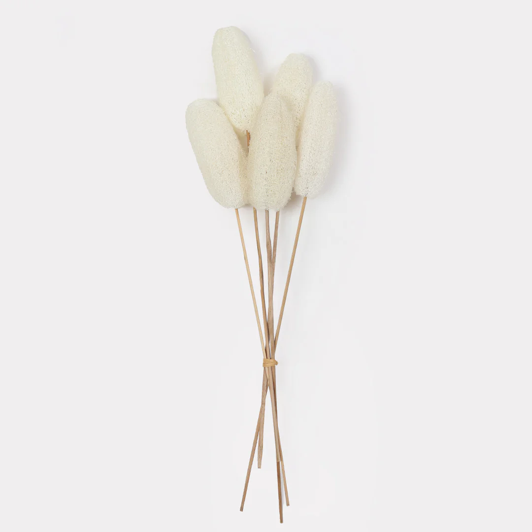 Luffa Dried Stems Set of 5 - Image 5