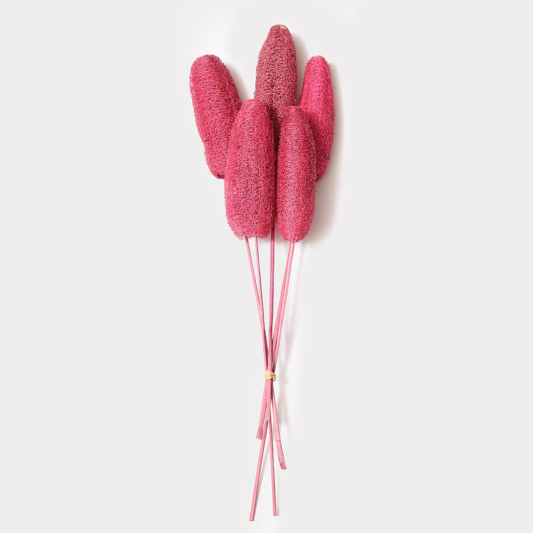 Luffa Dried Stems Set of 5 - Image 6