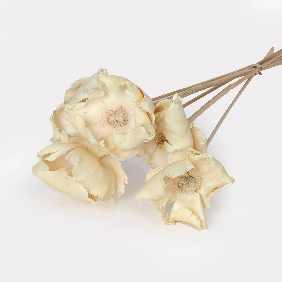 Dried Palm Cup Stems - Set of 5 - Image 4