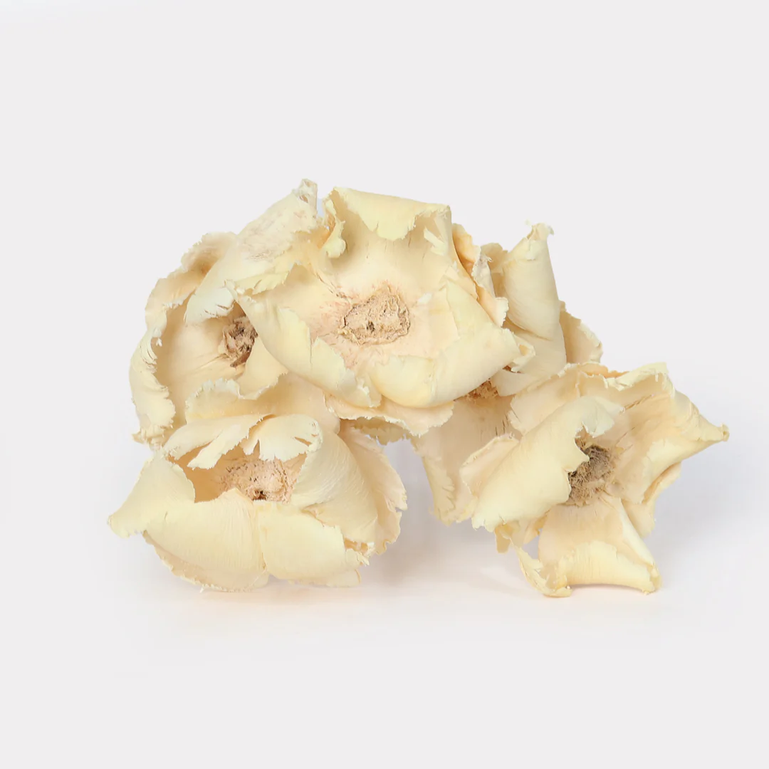 Dried Palm Cup Stems - Set of 5 - Image 5