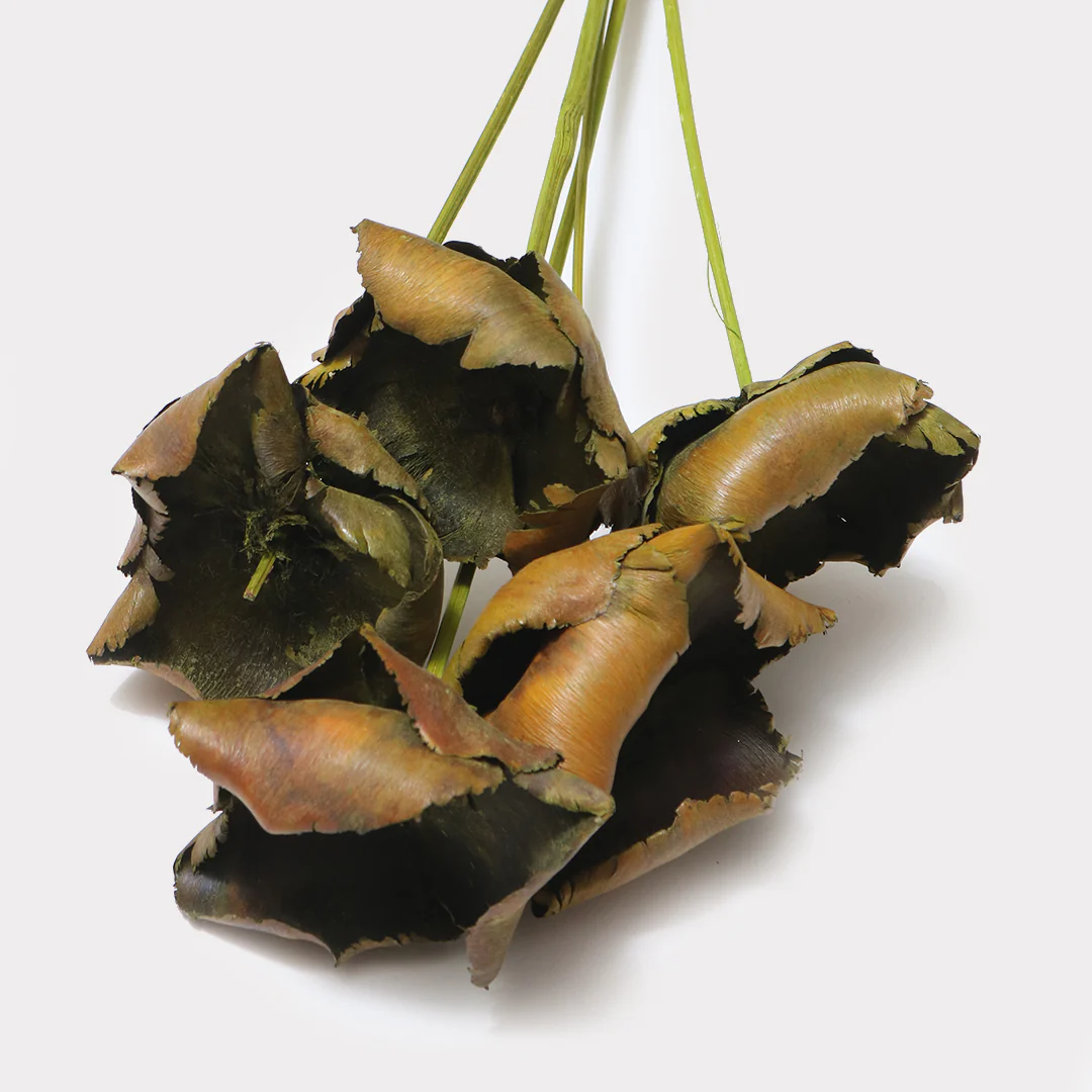 Dried Palm Cup Stems - Set of 5 - Image 9