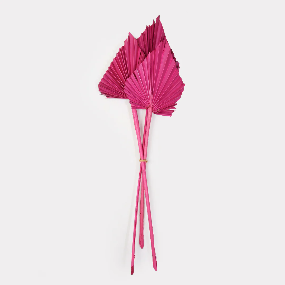 Palm Spear Dried Stems Set of 3 - Image 3
