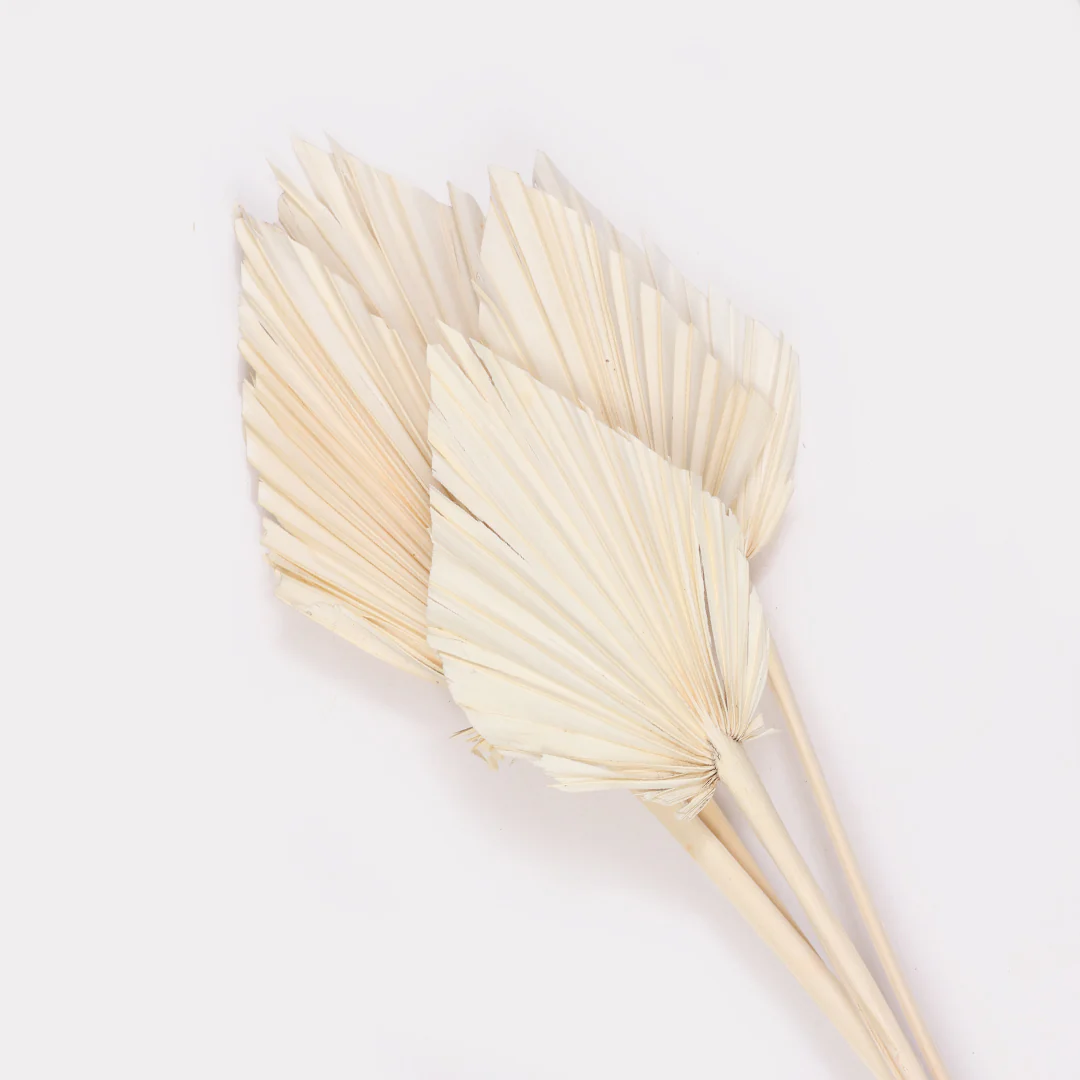 Palm Spear Dried Stems Set of 3 - Image 4
