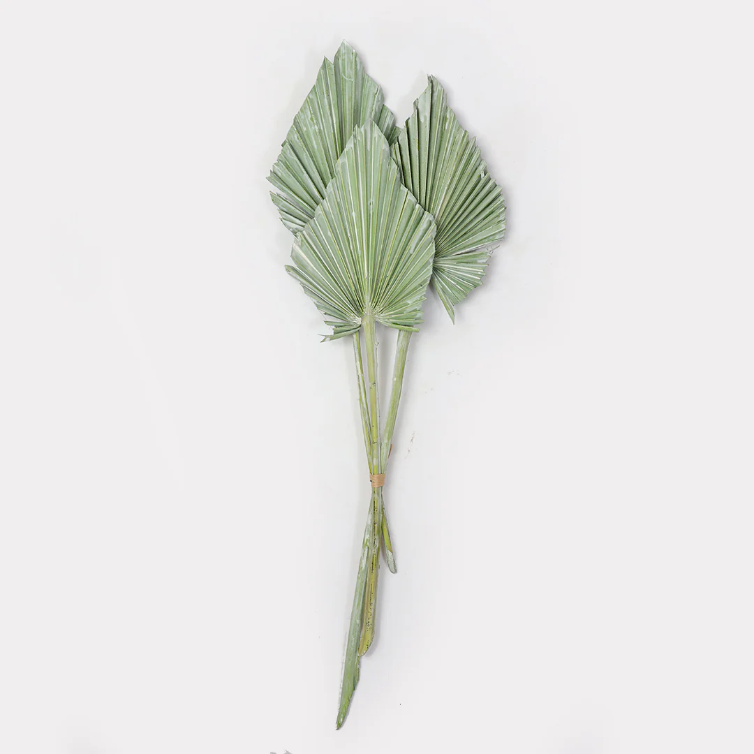 Palm Spear Dried Stems Set of 3 - Image 5
