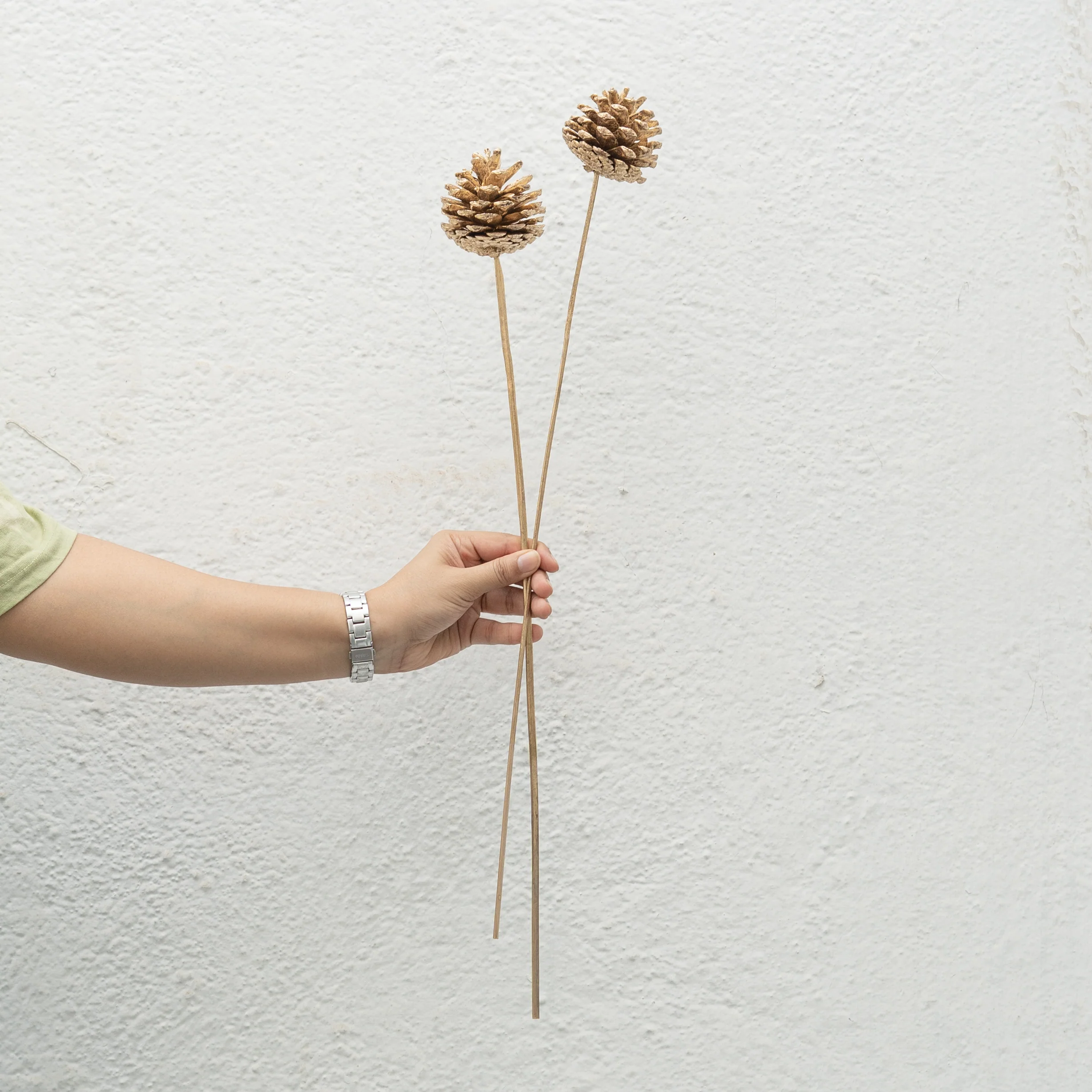 Dried Pine Stems - Set of 5