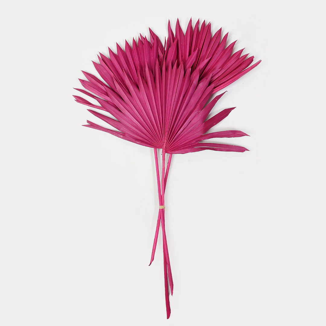Sun Spear Dried Stems Set of 3 - Image 5