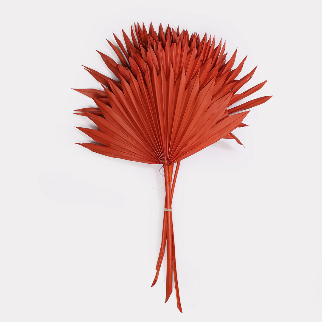 Sun Spear Dried Stems Set of 3 - Image 6