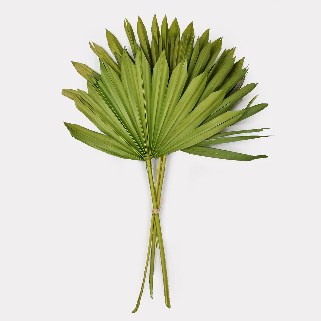 Sun Spear Dried Stems Set of 3 - Image 7