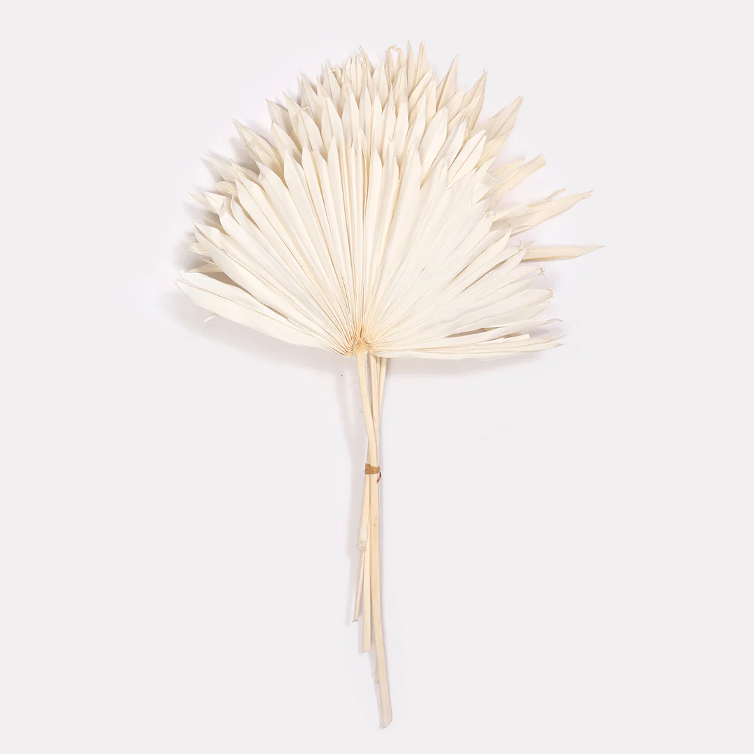 Sun Spear Dried Stems Set of 3 - Image 8